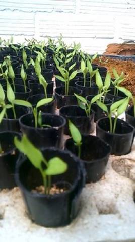 visita_cultivo_image_15.jpg
